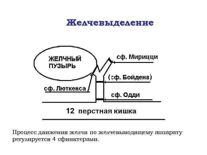 Желчевыделение Процесс движения желчи по желчевыводящему аппарату регулируется 4 сфинктерами. 