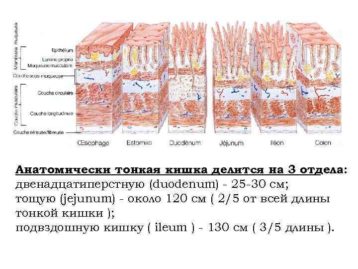 Анатомически тонкая кишка делится на 3 отдела: двенадцатиперстную (duodenum) - 25 -30 см; тощую