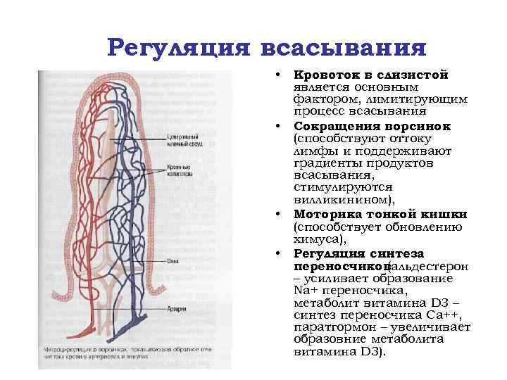 Регуляция всасывания • • Кровоток в слизистой является основным фактором, лимитирующим процесс всасывания Сокращения