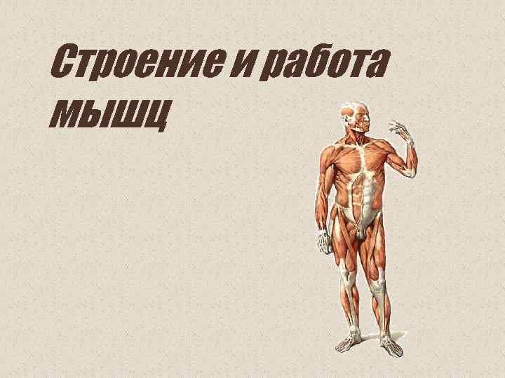 Строение и работа мышц 