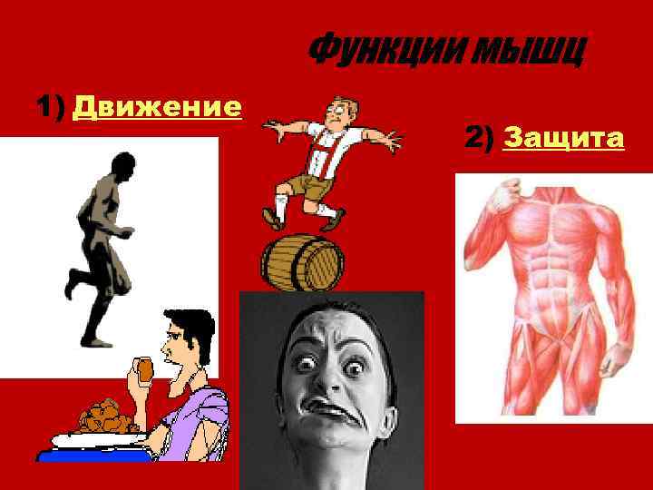 Функции мышц 1) Движение 2) Защита 