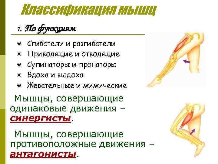 Классификация мышц 1. ã ã ã По функциям Сгибатели и разгибатели Приводящие и отводящие
