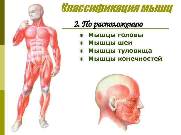 Классификация мышц 2. По расположению ã ã Мышцы головы шеи туловища конечностей 
