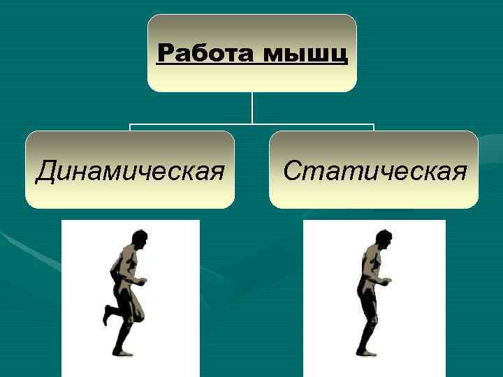 Работа мышц Динамическая Статическая 