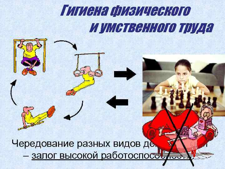 Гигиена физического и умственного труда Чередование разных видов деятельности – залог высокой работоспособности. 