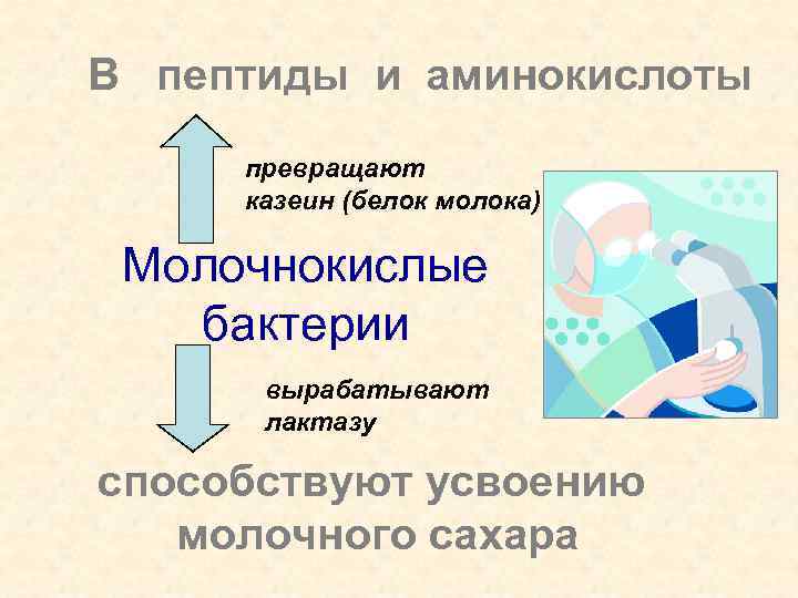 В пептиды и аминокислоты превращают казеин (белок молока) Молочнокислые бактерии вырабатывают лактазу способствуют усвоению