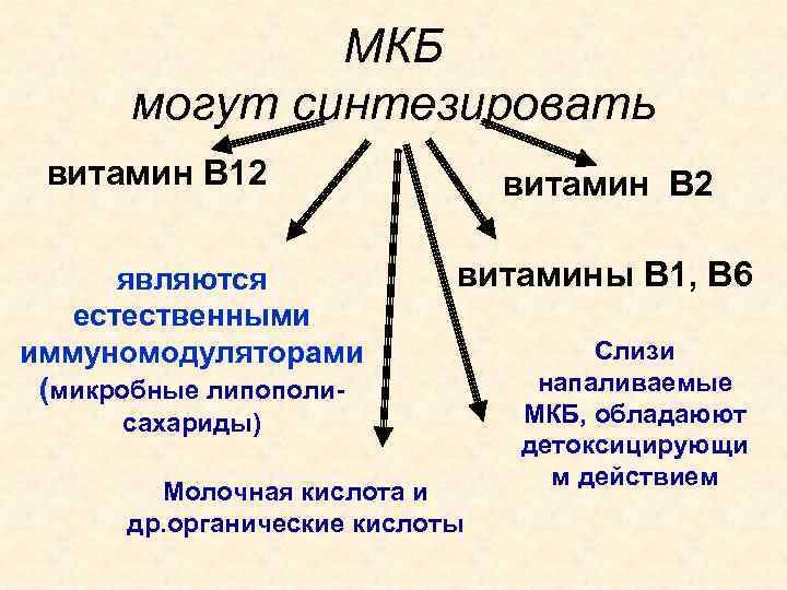 МКБ могут синтезировать витамин В 12 являются естественными иммуномодуляторами (микробные липополи- витамин В 2