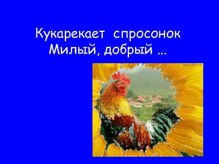 Кукарекает спросонок Милый, добрый. . . 