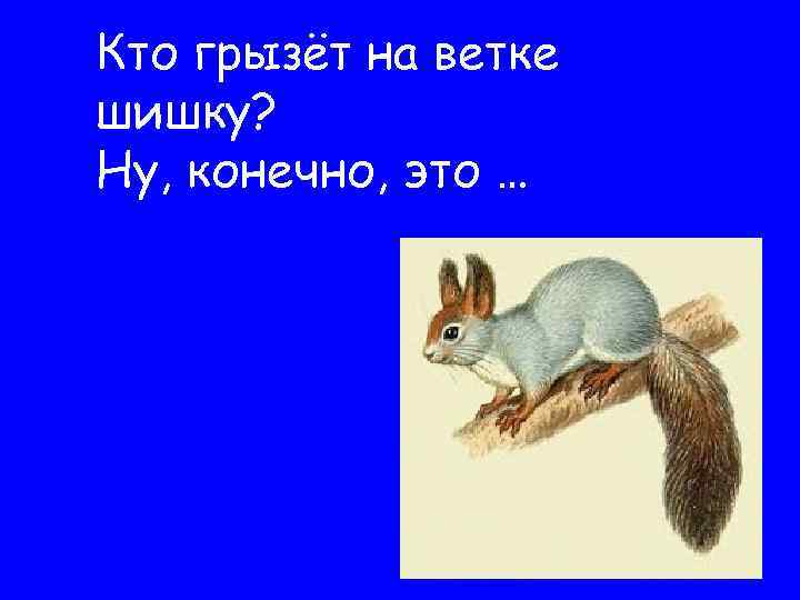 Кто грызёт на ветке шишку? Ну, конечно, это … 