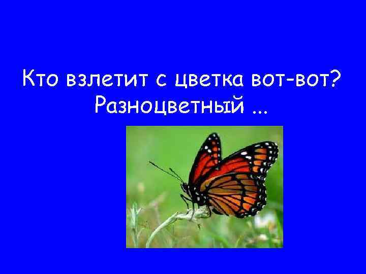 Кто взлетит с цветка вот-вот? Разноцветный. . . 