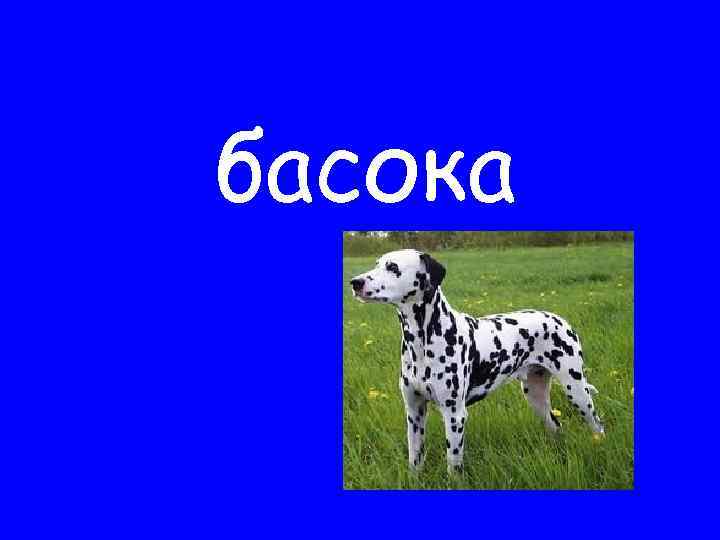 басока 