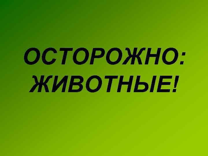 ОСТОРОЖНО: ЖИВОТНЫЕ! 