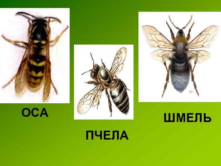 ОСА ШМЕЛЬ ПЧЕЛА 