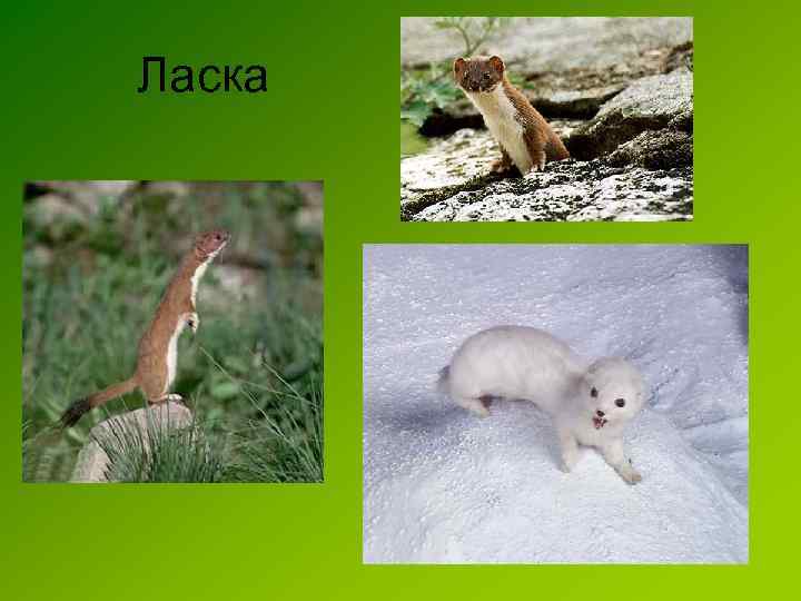 Ласка 