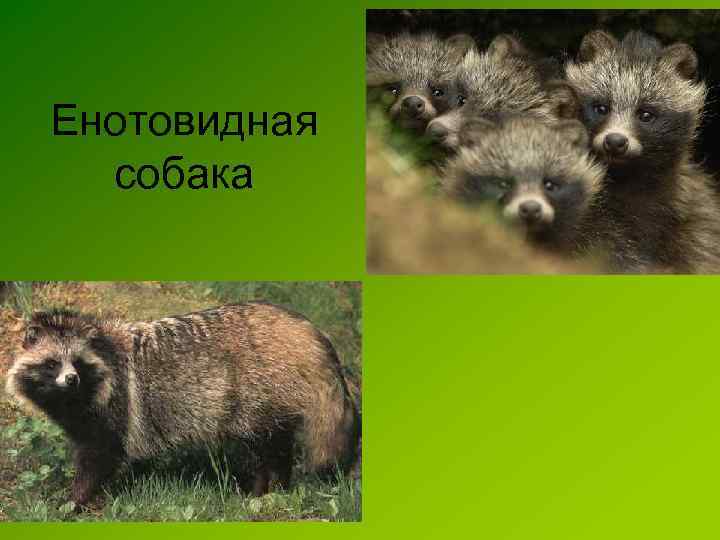 Енотовидная собака 