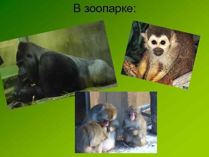В зоопарке: 