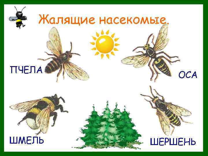 Жалящие насекомые. ПЧЕЛА ШМЕЛЬ ОСА ШЕРШЕНЬ 