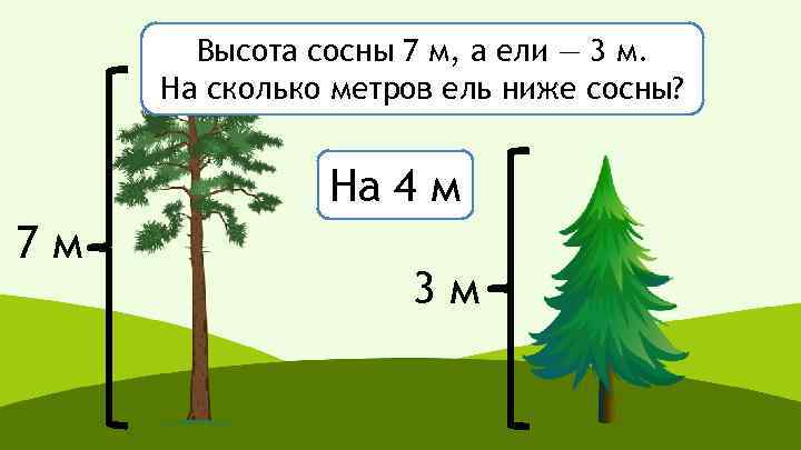 Высота сосны 7 м, а ели — 3 м. На сколько метров ель ниже