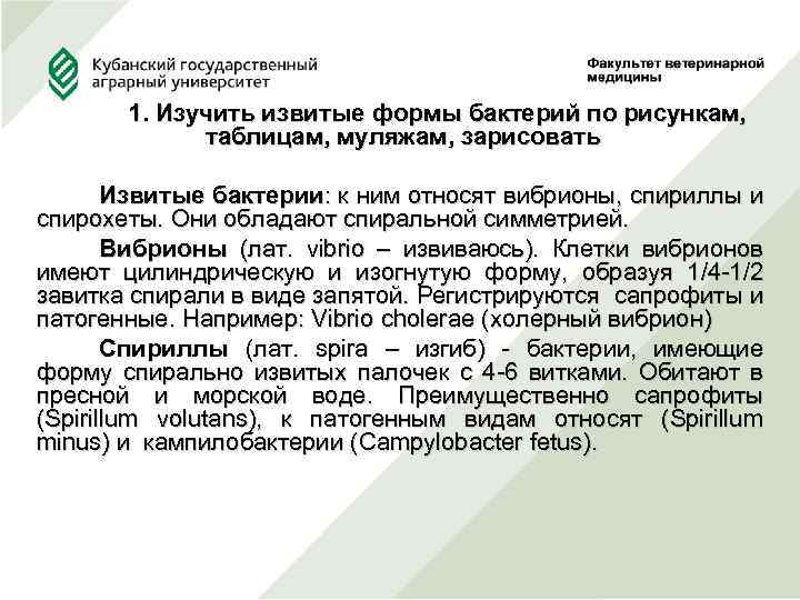1. Изучить извитые формы бактерий по рисункам, таблицам, муляжам, зарисовать Извитые бактерии: к ним