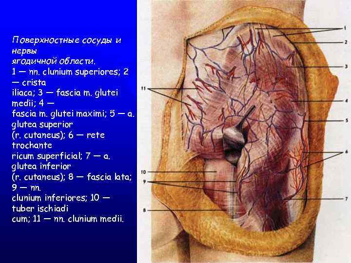 Поверхностные сосуды и нервы ягодичной области. 1 — nn. clunium superiores; 2 — crista