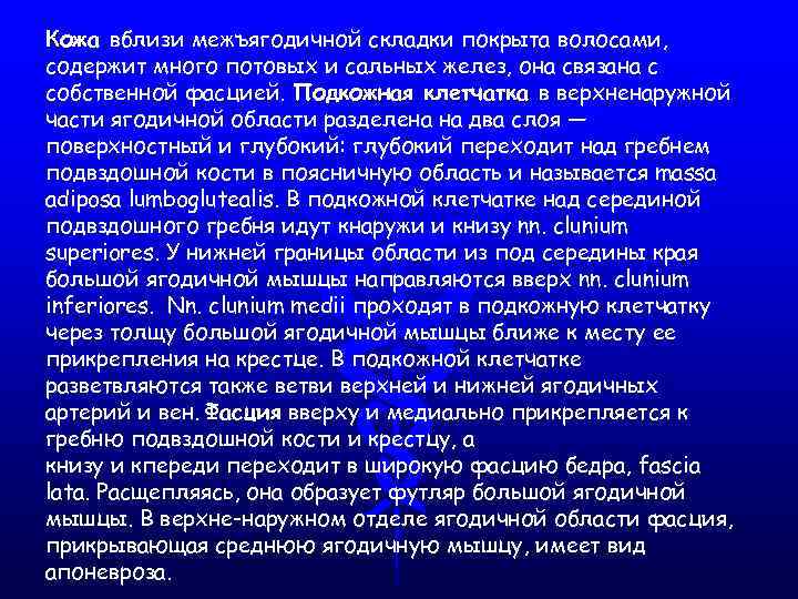 Кожа вблизи межъягодичной складки покрыта волосами, содержит много потовых и сальных желез, она связана