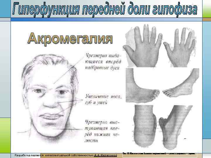 Разработка является интеллектуальной собственностью А. А, Кутузовой 