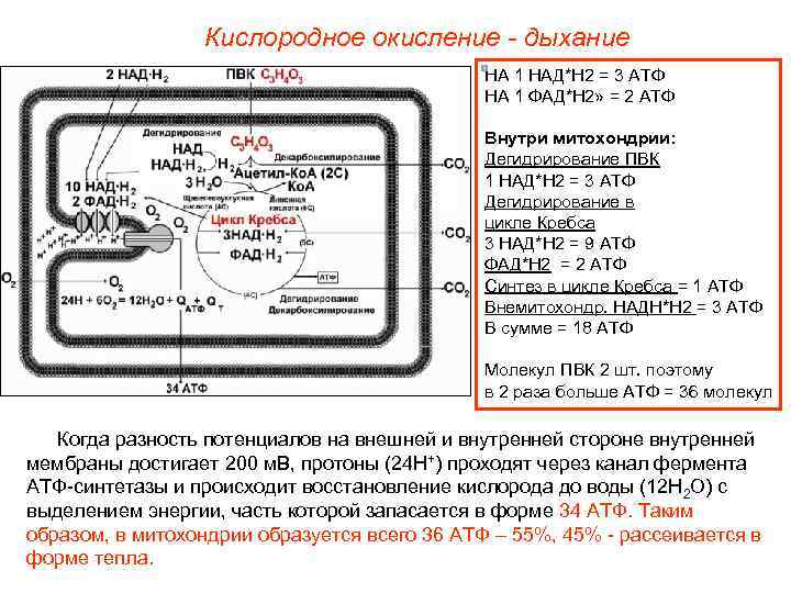 Кислородное окисление - дыхание НА 1 НАД*Н 2 = 3 АТФ НА 1 ФАД*Н