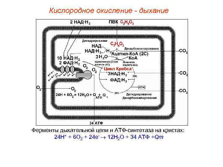 Кислородное окисление - дыхание Ферменты дыхательной цепи и АТФ-синтетаза на кристах: 24 Н+ +