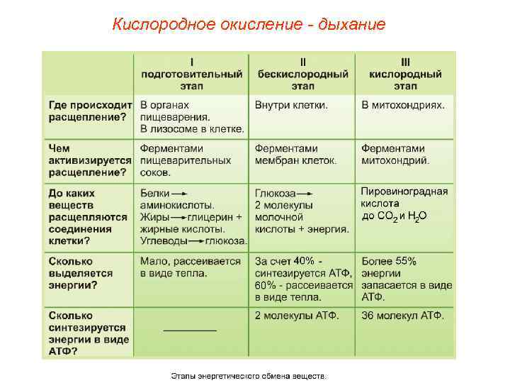 Кислородное окисление - дыхание 
