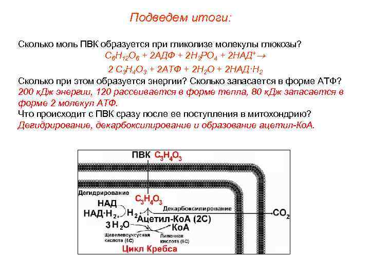 Подведем итоги: Сколько моль ПВК образуется при гликолизе молекулы глюкозы? С 6 Н 12