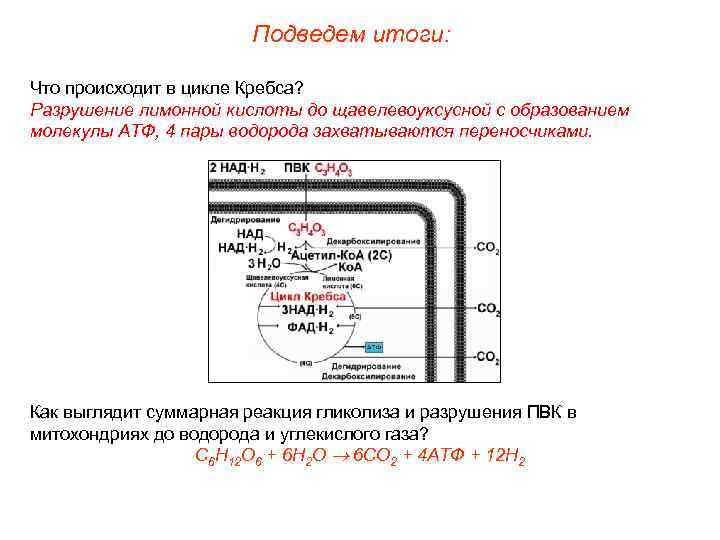 Подведем итоги: Что происходит в цикле Кребса? Разрушение лимонной кислоты до щавелевоуксусной с образованием