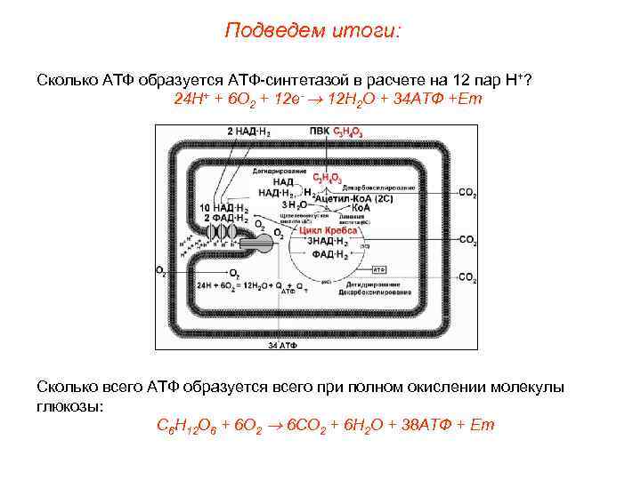 Подведем итоги: Сколько АТФ образуется АТФ-синтетазой в расчете на 12 пар Н+? 24 Н+