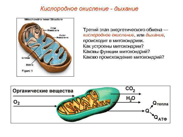 Кислородное окисление - дыхание Третий этап энергетического обмена — кислородное окисление, или дыхание, происходит