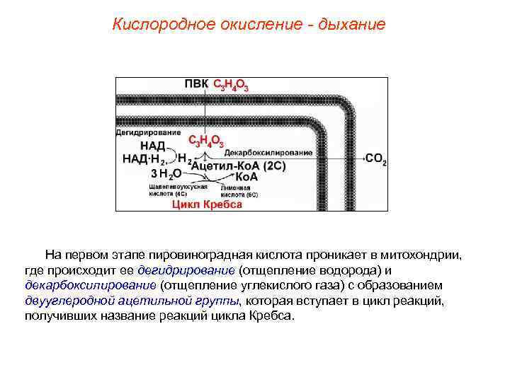 Кислородное окисление - дыхание На первом этапе пировиноградная кислота проникает в митохондрии, где происходит