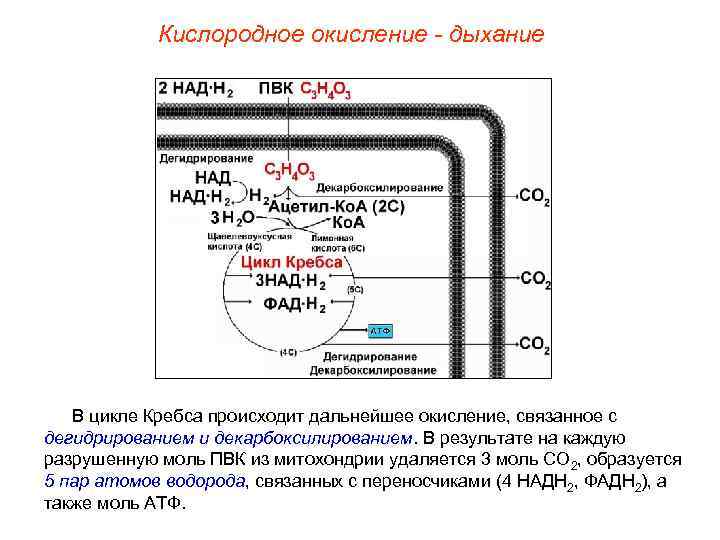Кислородное окисление - дыхание В цикле Кребса происходит дальнейшее окисление, связанное с дегидрированием и