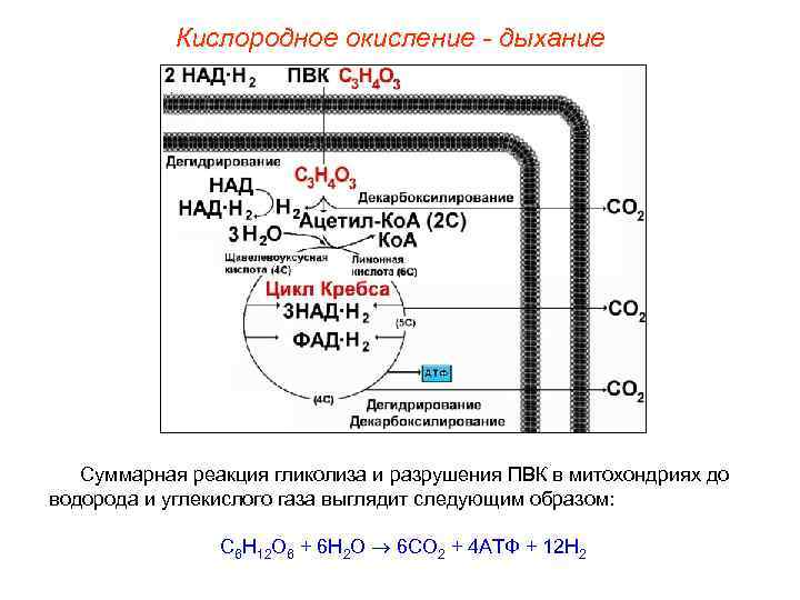Кислородное окисление - дыхание Суммарная реакция гликолиза и разрушения ПВК в митохондриях до водорода