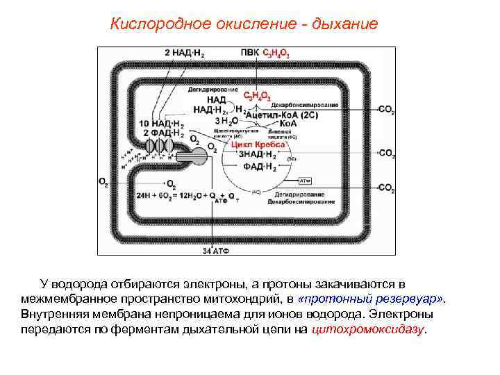 Кислородное окисление - дыхание У водорода отбираются электроны, а протоны закачиваются в межмембранное пространство