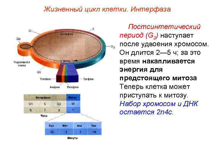 Жизненный цикл клетки. Интерфаза Постсинтетический период (G 2) наступает после удвоения хромосом. Он длится