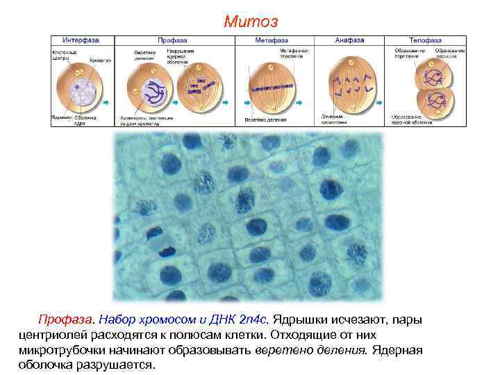 Митоз Профаза. Набор хромосом и ДНК 2 n 4 c. Ядрышки исчезают, пары центриолей