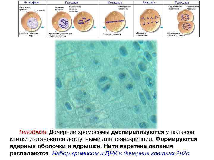 Митоз Телофаза. Дочерние хромосомы деспирализуются у полюсов клетки и становятся доступными для транскрипции. Формируются