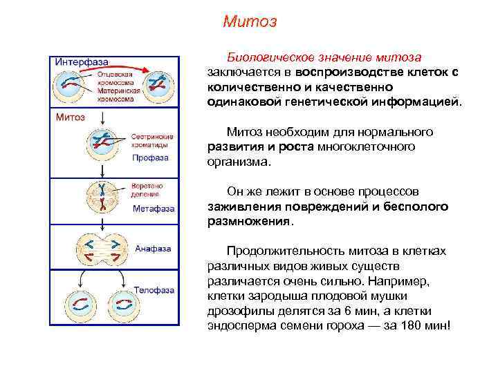 Охарактеризуйте процесс митоза