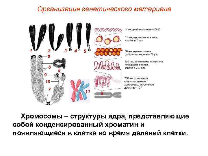 Наследственный материал хромосомы