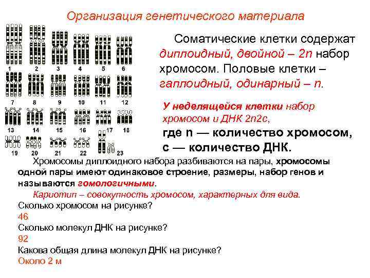 Организация генетического материала Соматические клетки содержат диплоидный, двойной – 2 n набор хромосом. Половые
