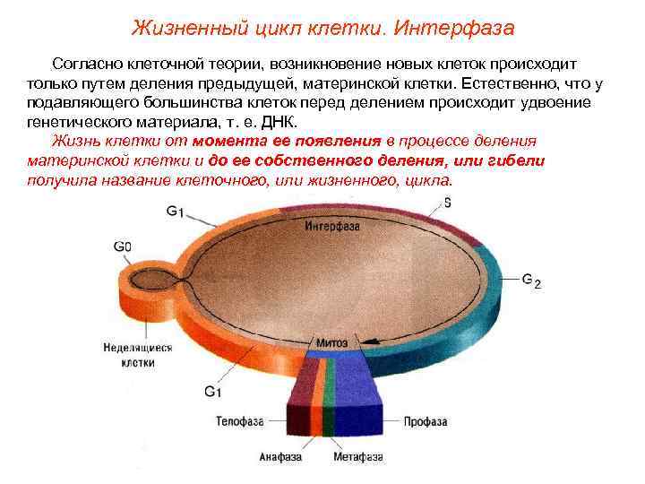 Жизненный цикл клетки. Интерфаза Согласно клеточной теории, возникновение новых клеток происходит только путем деления