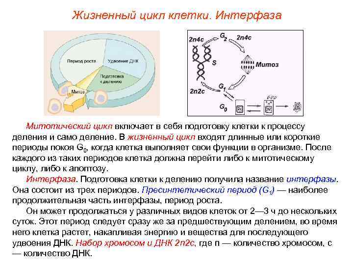 Жизненный цикл клетки. Интерфаза Митотический цикл включает в себя подготовку клетки к процессу деления