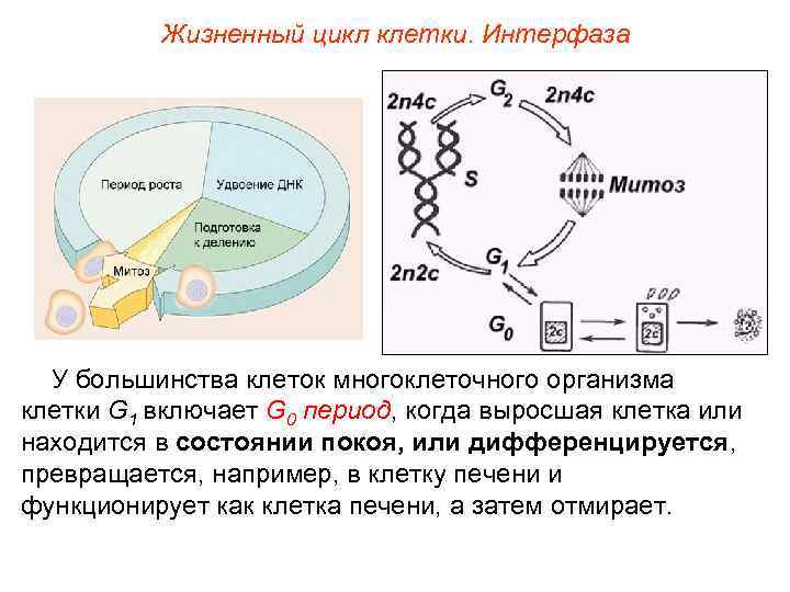 Жизненный цикл клетки. Интерфаза У большинства клеток многоклеточного организма клетки G 1 включает G