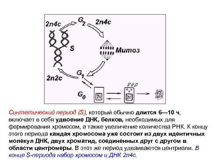 Синтетический период (S), который обычно длится 6— 10 ч, включает в себя удвоение ДНК,