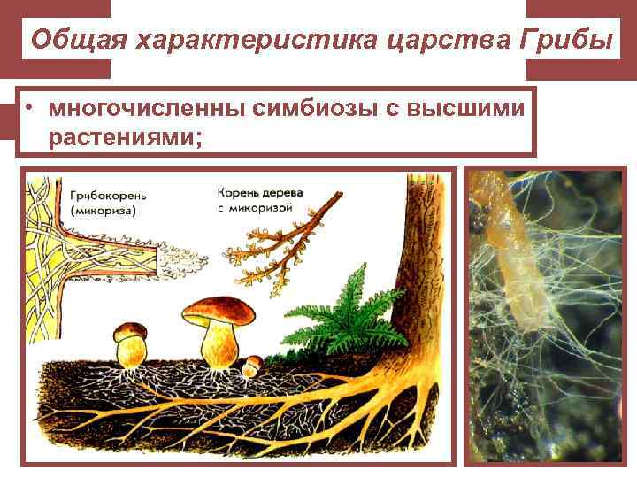 Общая характеристика царства Грибы • многочисленны симбиозы с высшими растениями; 