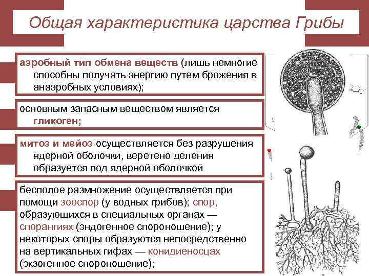 Общая характеристика царства Грибы аэробный тип обмена веществ (лишь немногие способны получать энергию путем