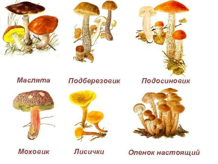 Маслята Моховик Подберезовик Лисички Подосиновик Опенок настоящий 